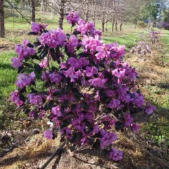 Black Hat® Rhododendron 6 Black Hat® Rhododendron -Naty Plants Shop rhododendron black hat 1 cb6fd0bf 61f4 4683 bf52 5f71b24819e0 sw