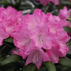 Dandy Man® Pink Rhododendron -Naty Plants Shop rhododendron dandy man pink 1 sw