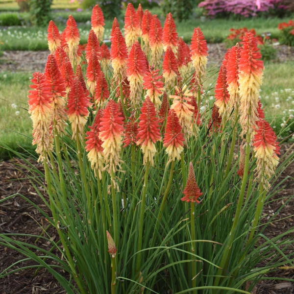 Pyromania™ 'Rockets Red Glare' Red Hot Poker 2 Pyromania™ 'Rockets Red Glare' Red Hot Poker - Image 2