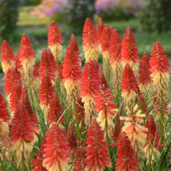 Pyromania™ 'Rockets Red Glare' Red Hot Poker 3 Pyromania™ 'Rockets Red Glare' Red Hot Poker - Image 3
