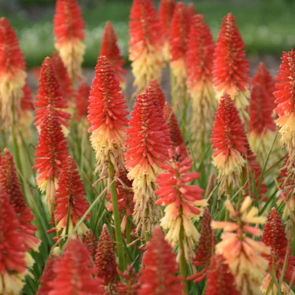 Pyromania™ 'Rockets Red Glare' Red Hot Poker 1 Pyromania™ 'Rockets Red Glare' Red Hot Poker