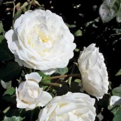 Cloud 10™ Climbing Rose -Naty Plants Shop rosa cloud 10 3 P sw