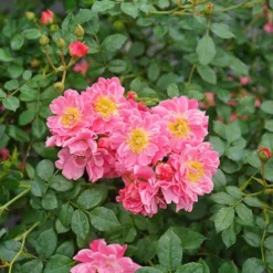 Oso Easy® Double Pink Rose -Naty Plants Shop rosa oso easy double pink 3 P