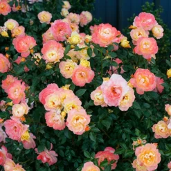 Oso Easy Italian Ice® Rose -Naty Plants Shop rosa oso easy italian ice 3 P