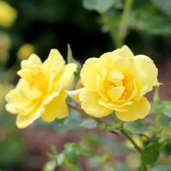 Oso Easy® Rose Collection 9 Oso Easy® Rose Collection -Naty Plants Shop rosa oso easy lemon zest 4
