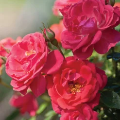 Oso Easy® Rose Collection 10 Oso Easy® Rose Collection -Naty Plants Shop rosa oso easy mango salsa 5