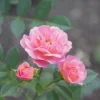 Oso Easy® Petit Pink Rose