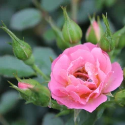 Oso Easy® Petit Pink Rose -Naty Plants Shop rosa oso easy petit pink 4 P