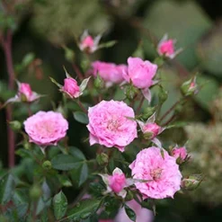 Oso Easy® Petit Pink Rose -Naty Plants Shop rosa oso easy petit pink 5 P