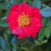 Oso Easy Urban Legend® Rose