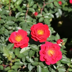 Oso Easy Urban Legend® Rose -Naty Plants Shop rosa oso easy urban legend 4 P