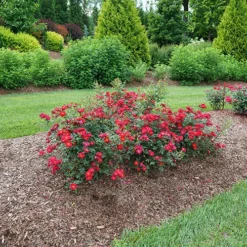 Oso Easy Urban Legend® Rose -Naty Plants Shop rosa oso easy urban legend 5 P