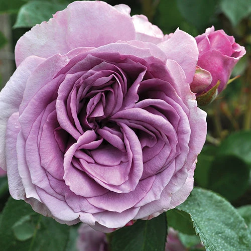 Quicksilver™ Climbing Rose 1 Quicksilver™ Climbing Rose
