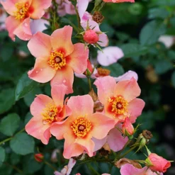 Ringo All-Star™ Rose -Naty Plants Shop rosa ringo all star 4 P