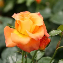 Suñorita® Rose -Naty Plants Shop rosa sunorita rose 3 P