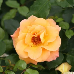 Suñorita® Rose -Naty Plants Shop rosa sunorita rose 4 P