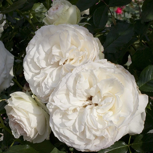 White Eden® Climbing Rose 2 White Eden® Climbing Rose - Image 2