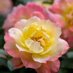 Oso Easy® Rose Collection 8 Oso Easy® Rose Collection -Naty Plants Shop rosa oso easy italian ice 1