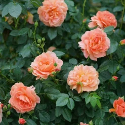 At Last® Rose -Naty Plants Shop rose at last 5 1378cb08 c8a9 4fff b785 ba8e03f8e03f sw
