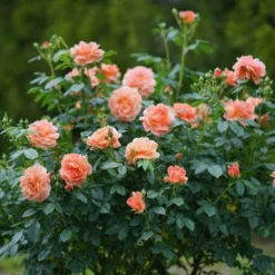 At Last® Rose -Naty Plants Shop rose at last 7 dc9913ef 0f17 4a08 a685 3e6ef1b62a99 sw