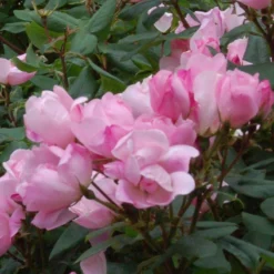 Blushing Knock Out® Rose -Naty Plants Shop rose blushing knock out 3 sw