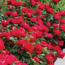 Double Knock Out® Rose 7 Double Knock Out® Rose -Naty Plants Shop rose double knock out 4 sw