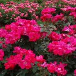 Knock Out® Rose -Naty Plants Shop rose knock out 3