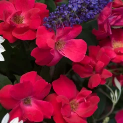 Knock Out® Rose -Naty Plants Shop rose knock out 4