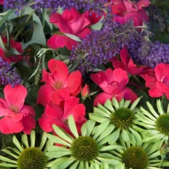 Knock Out® Rose -Naty Plants Shop rose knock out 7