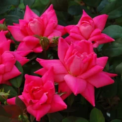 Pink Double Knock Out® Rose -Naty Plants Shop rose pink double knock out 3