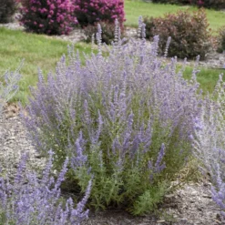 'Sage Advice' Russian Sage 6 'Sage Advice' Russian Sage -Naty Plants Shop sage advice russian sage 2