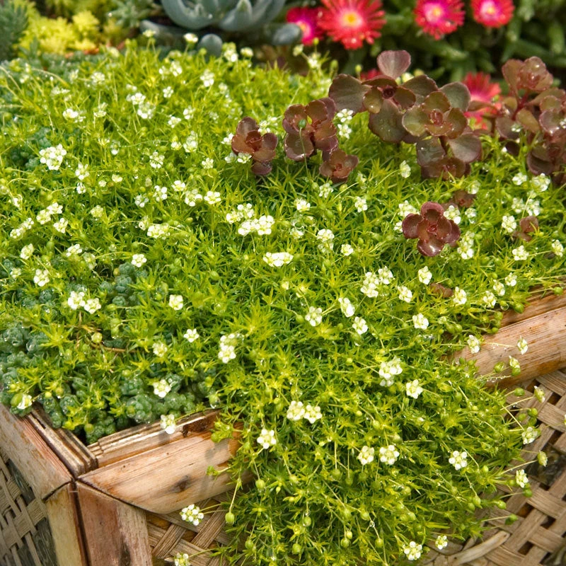 Irish Moss - Yellow 2 Irish Moss - Yellow - Image 2