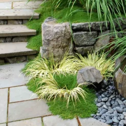 Irish Moss 6 Irish Moss -Naty Plants Shop sagina subulata irish moss 3