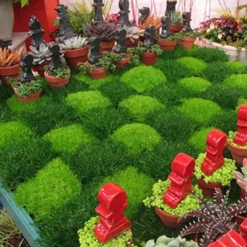 Irish Moss 7 Irish Moss -Naty Plants Shop sagina subulata irish moss 4