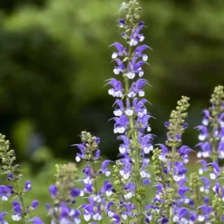 Color Spires® 'Azure Snow' Salvia -Naty Plants Shop salvia azure snow 2 sw