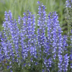 Color Spires® 'Azure Snow' Salvia -Naty Plants Shop salvia azure snow 4 sw