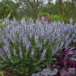 Color Spires® 'Crystal Blue' Salvia -Naty Plants Shop salvia crystal blue 2 sw