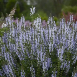 Color Spires® 'Crystal Blue' Salvia -Naty Plants Shop salvia crystal blue 3 sw