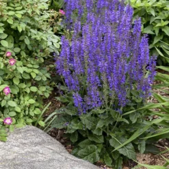 Color Spires® 'Indiglo Girl' Salvia 8 Color Spires® 'Indiglo Girl' Salvia -Naty Plants Shop salvia indiglo girl 1 sw