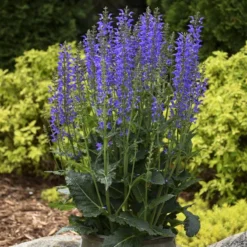 Color Spires® 'Indiglo Girl' Salvia 10 Color Spires® 'Indiglo Girl' Salvia -Naty Plants Shop salvia indiglo girl 3 sw