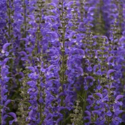 Color Spires® 'Indiglo Girl' Salvia 9 Color Spires® 'Indiglo Girl' Salvia -Naty Plants Shop salvia indiglo girl 4 sw