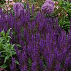 'May Night' Salvia -Naty Plants Shop salvia may night 2