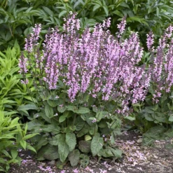 Color Spires® 'Pink Dawn' Salvia