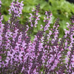 Color Spires® 'Pink Dawn' Salvia -Naty Plants Shop salvia pink dawn 3 sw