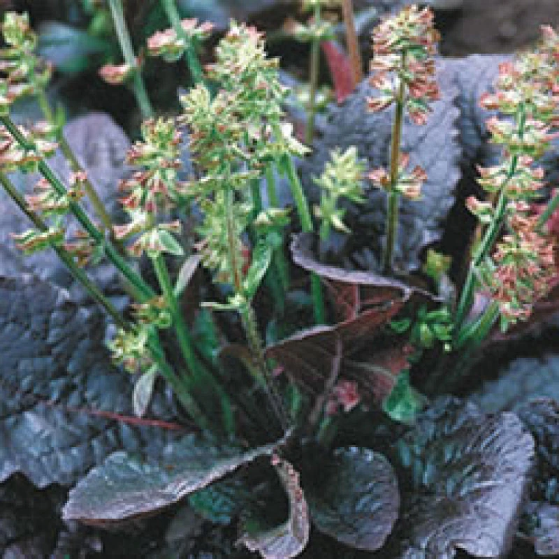 'Purple Knockout' Salvia 1 'Purple Knockout' Salvia
