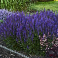 Color SpiresĀ® 'Violet Riot' Salvia