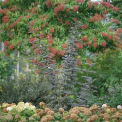 Laced Up® Elderberry -Naty Plants Shop sambucus laced up 3