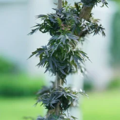 Laced Up® Elderberry -Naty Plants Shop sambucus laced up 5