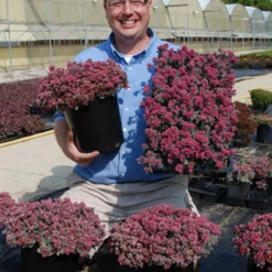 Sunsparkler® 'Blue Elf' Sedoro -Naty Plants Shop sedoro blue elf sedum 3