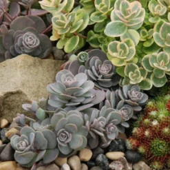 Sunsparkler® 'Blue Elf' Sedoro -Naty Plants Shop sedoro blue elf sedum 4